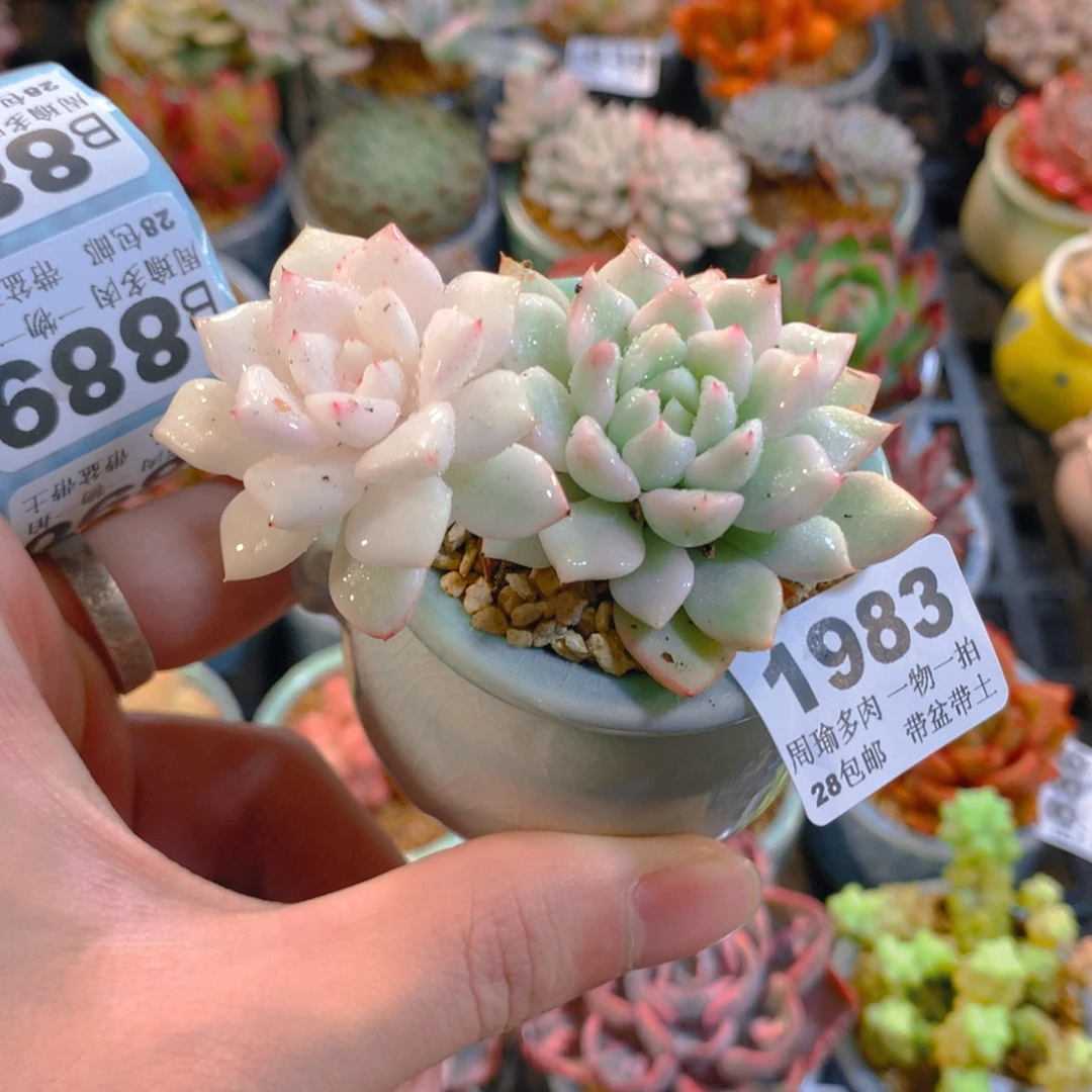 5厘米盆精控多肉1983