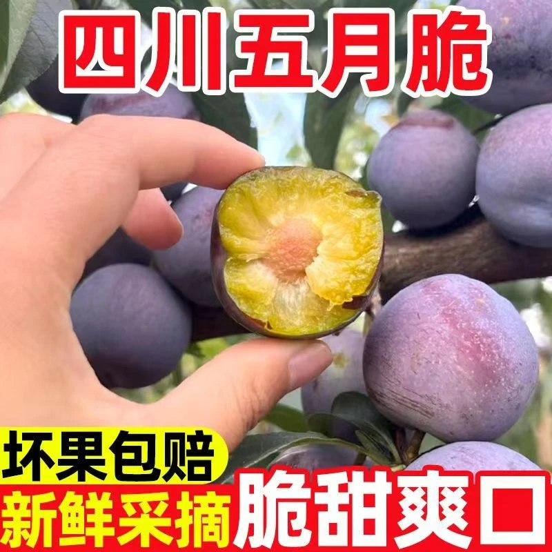 【川渝次日达】现摘现发四川眉山五月脆凤凰李果园直发又脆又甜又大5斤四川省