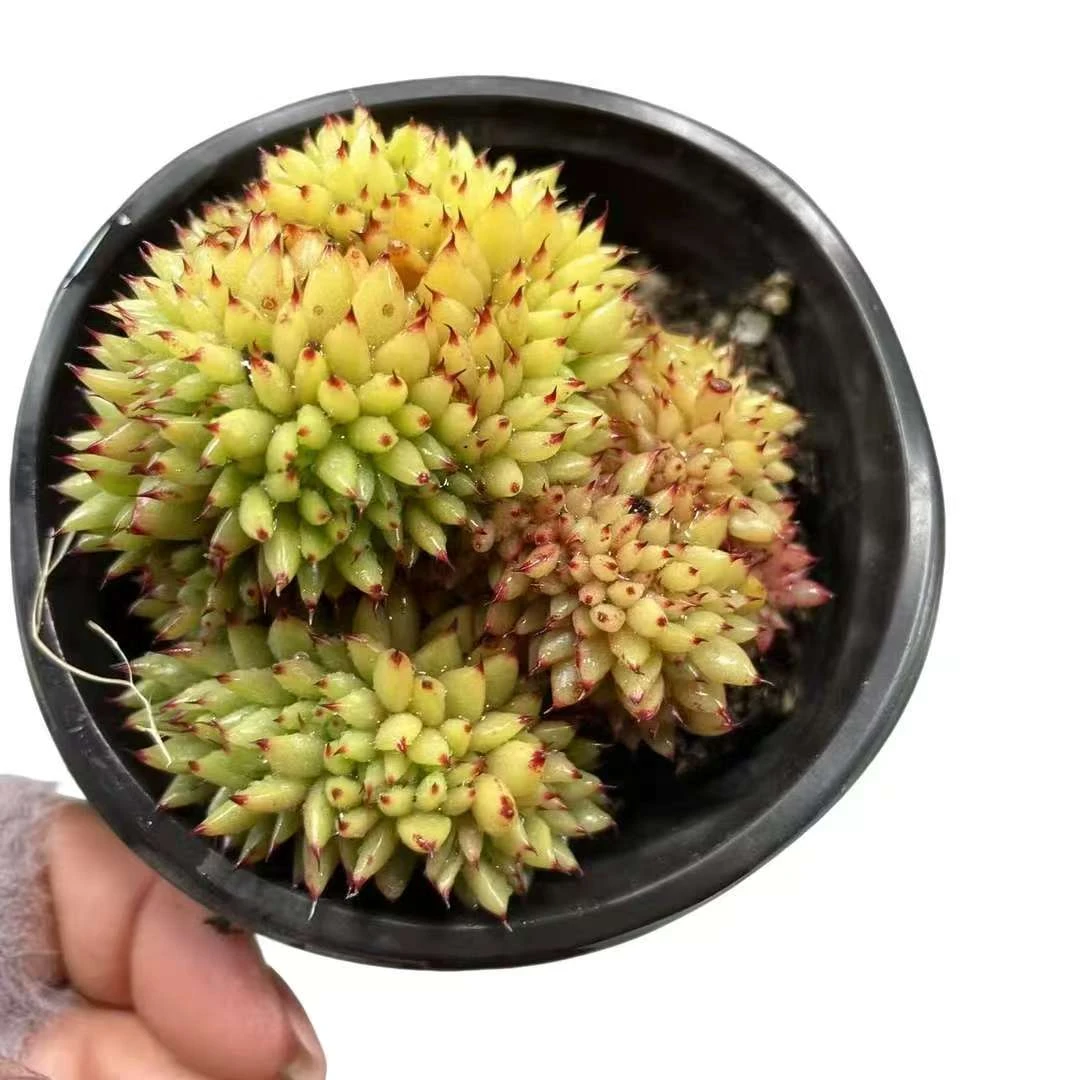 虎鲸缀化多肉植物 满15包邮 室内绿植盆栽吸甲醛净化空气