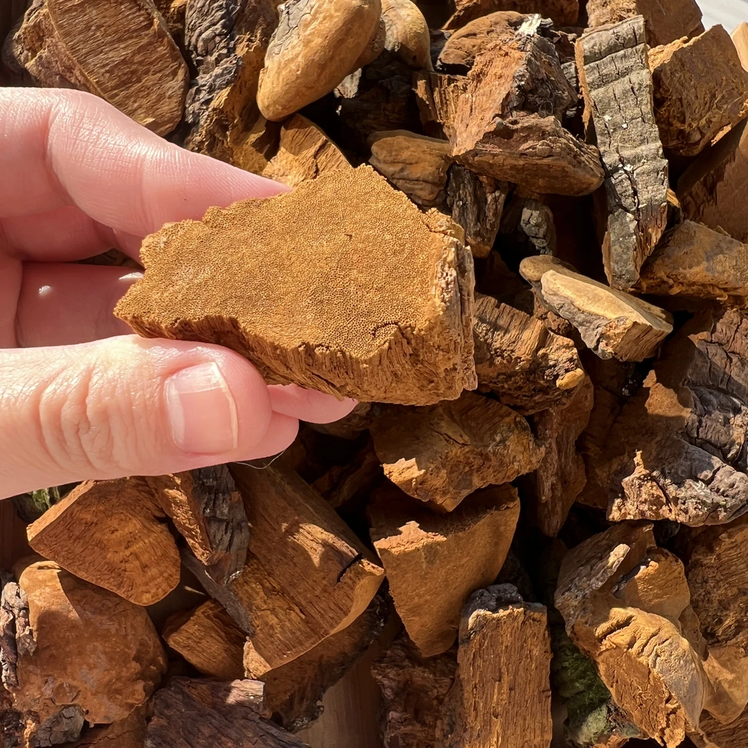 5.30【潮爸甄选】桑黄 西藏林芝产区桑树/黄 切块