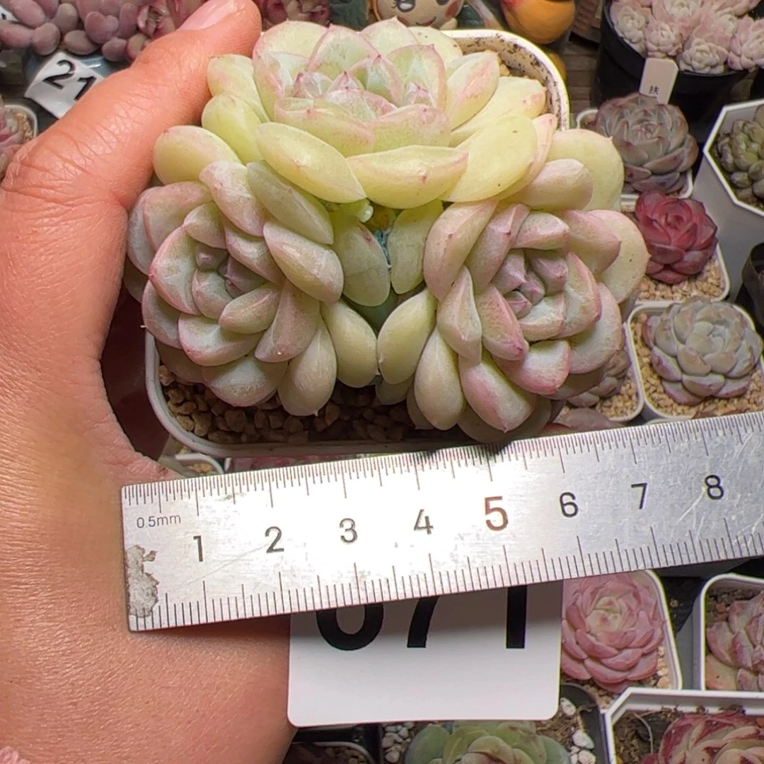 S****a671 多肉植物組合盆栽