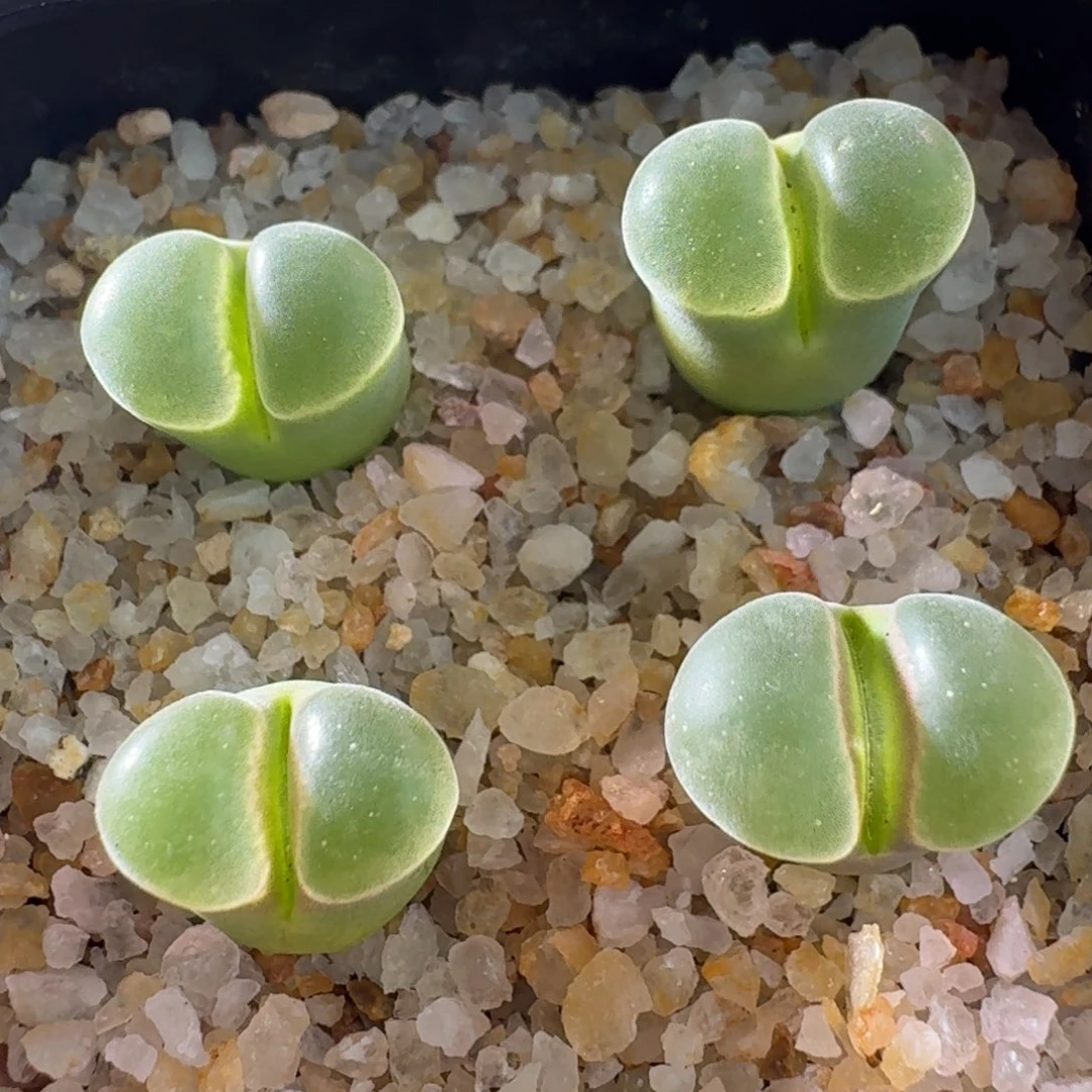 云缦精品番杏8.24 极窗紫体白窗