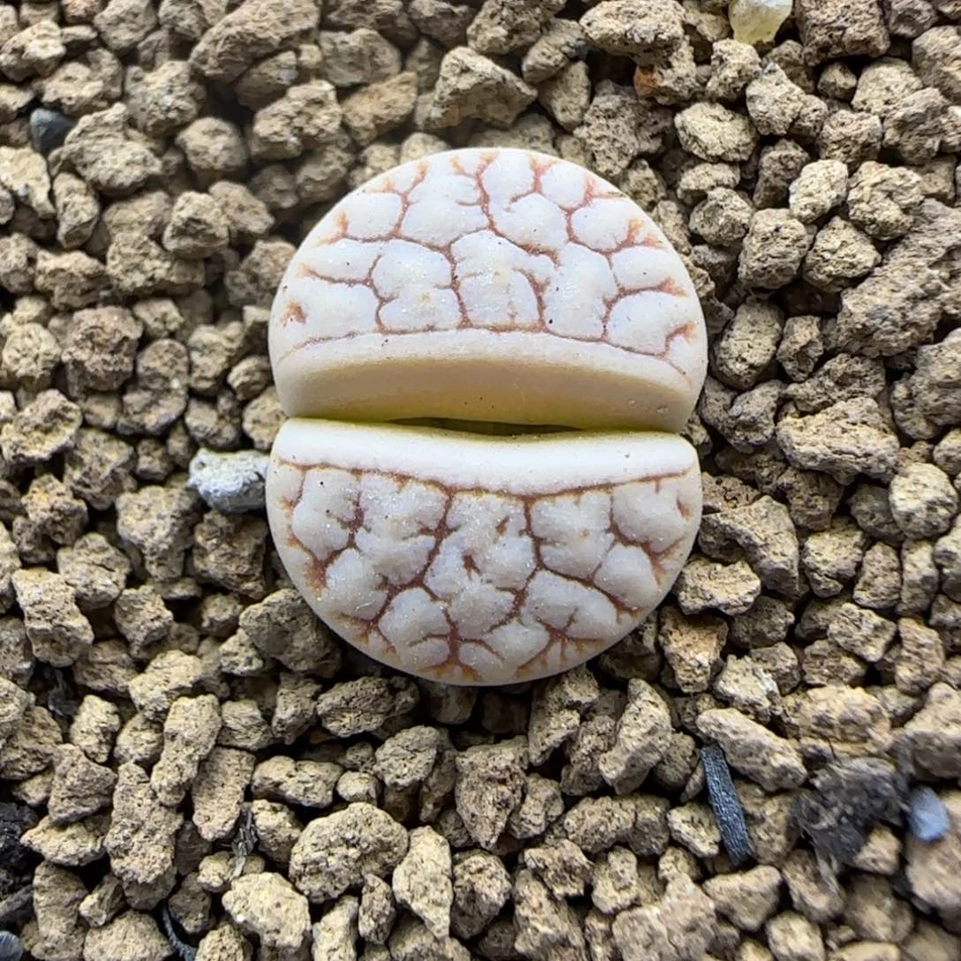 111 生石花大棚直播