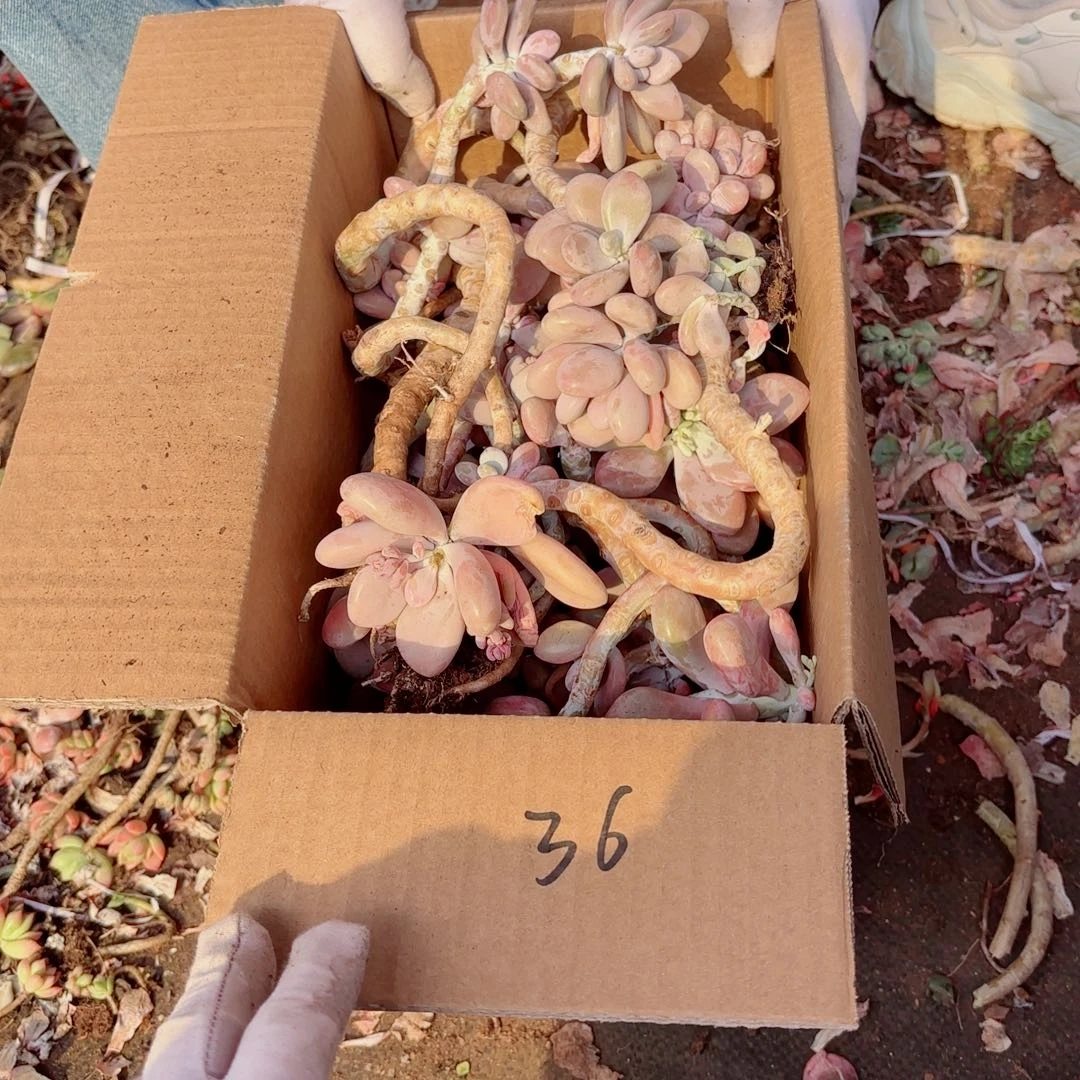 瑶***姐桃蛋散装不售后36。