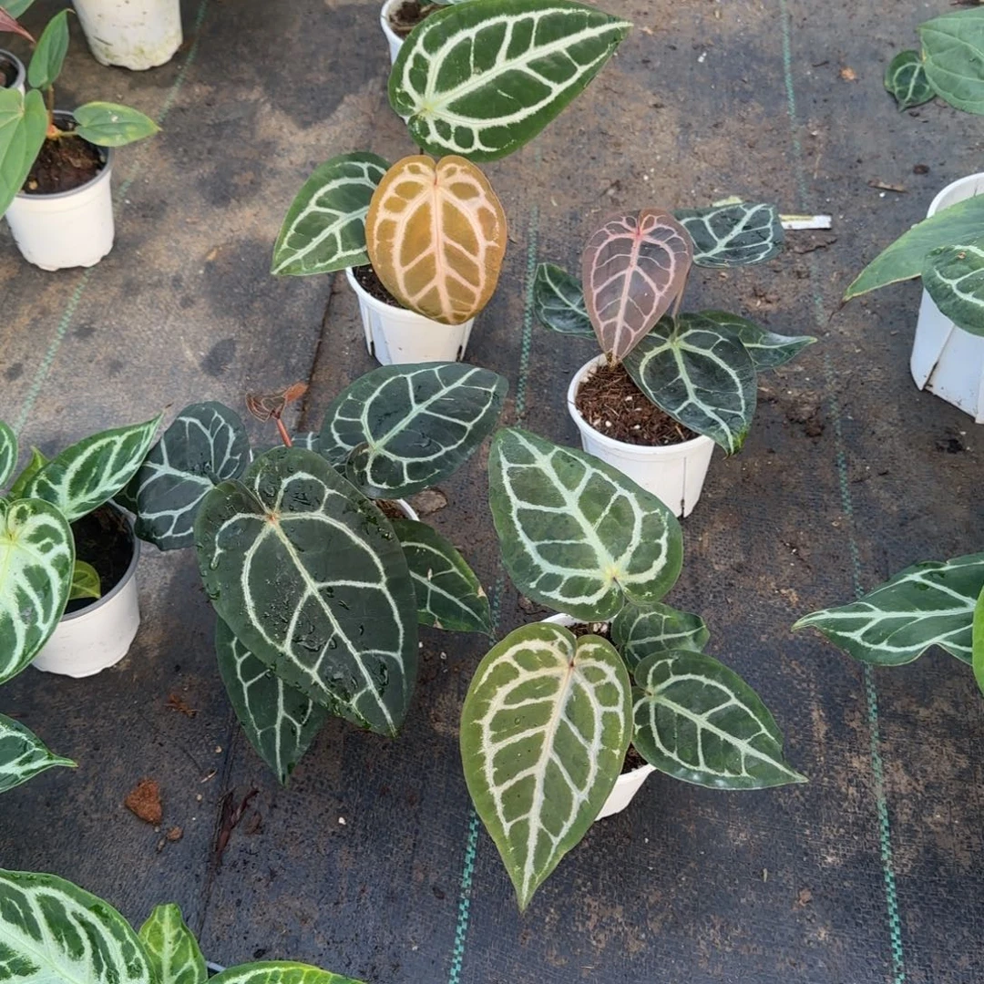 完全开放红水晶花烛