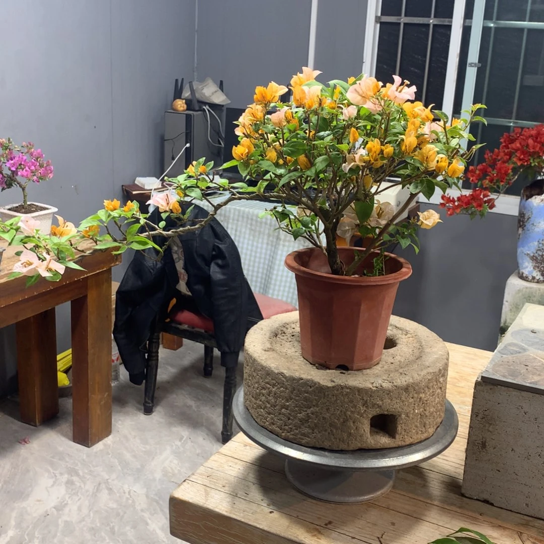 大量花朵（建议范围：8朵-15朵 或40%以上）