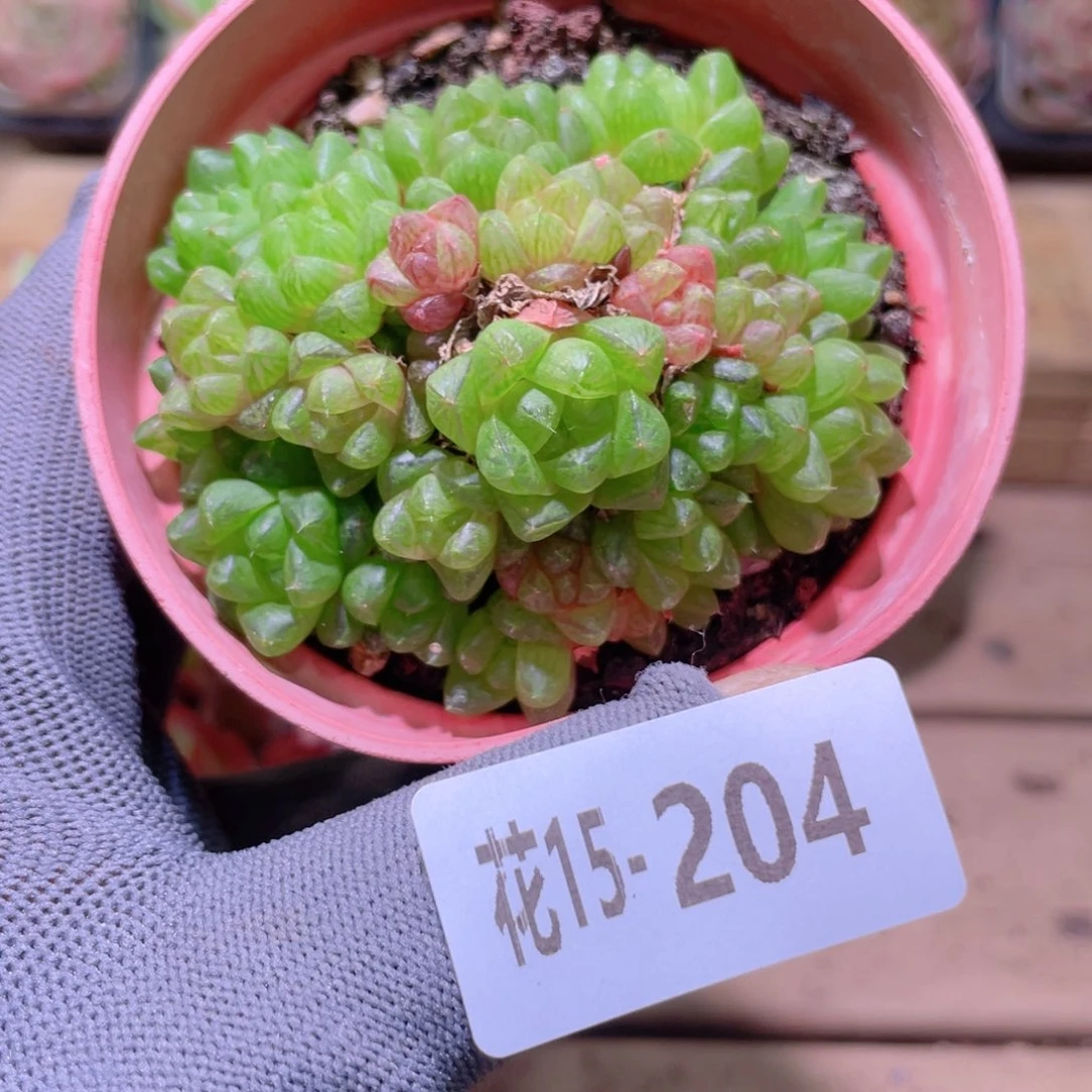 花利美15-204草玉露