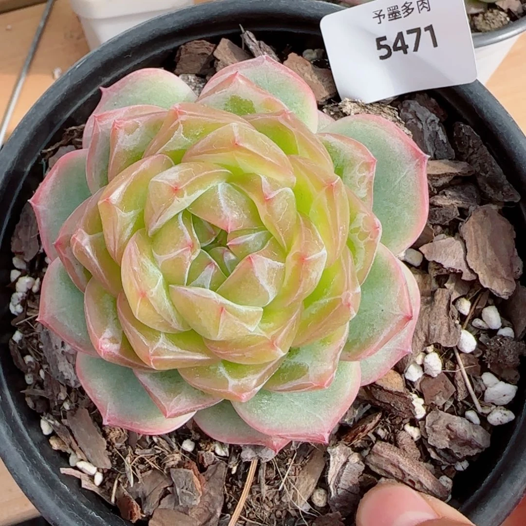 海洋之星，5471多肉植物