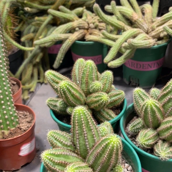 新品群生白檀进口妮丽莎