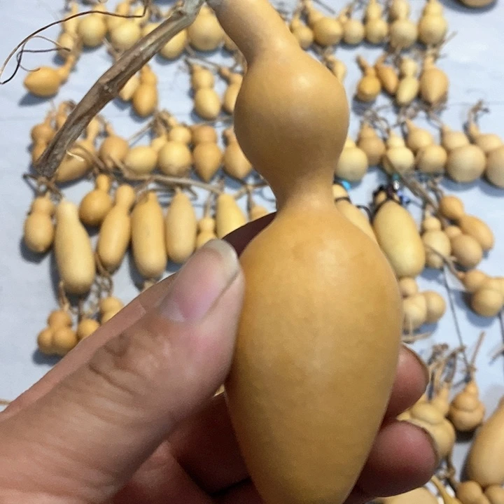 葫芦手把蚂蚁度葫芦