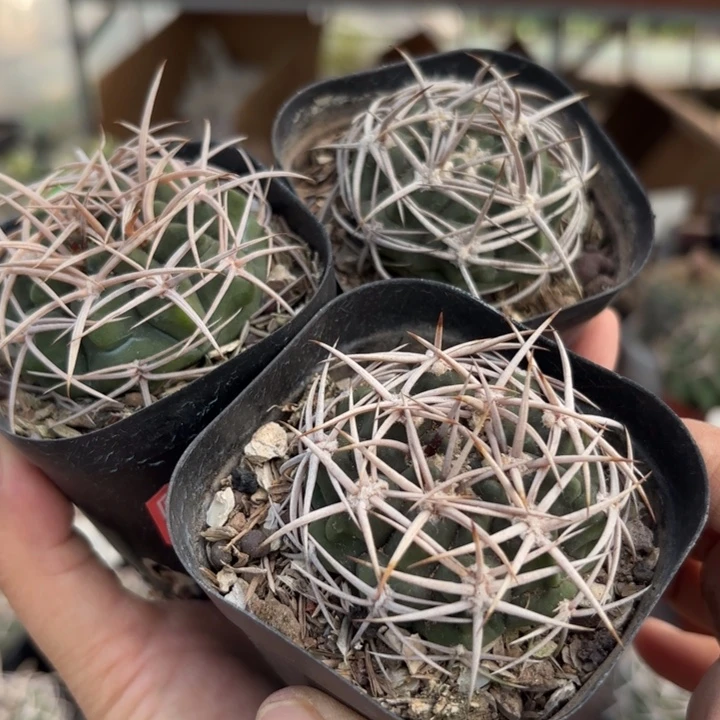 实生碧岩玉一个好养皮实可挑选