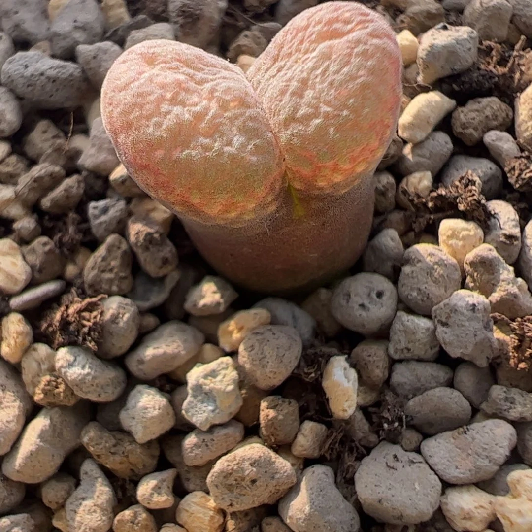 820 好看的多肉冲冲冲