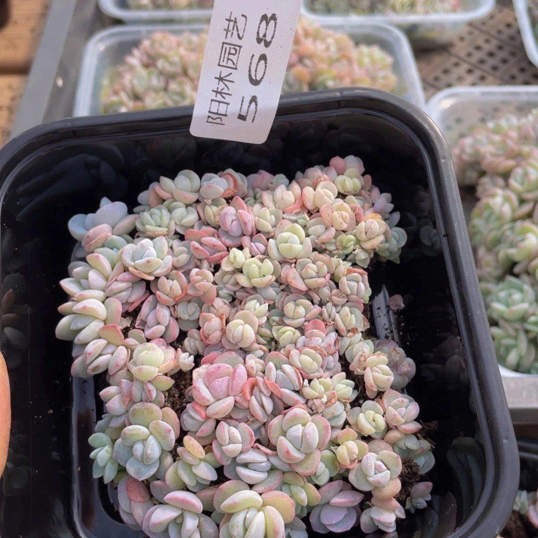 多肉植物多肉植物568