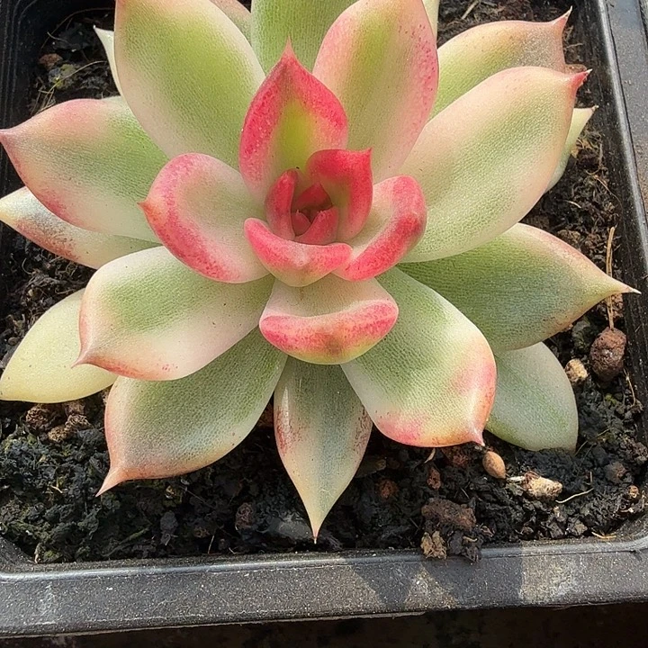 火焰山锦多肉锦植物