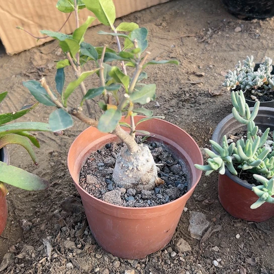 多肉植物火星人块根