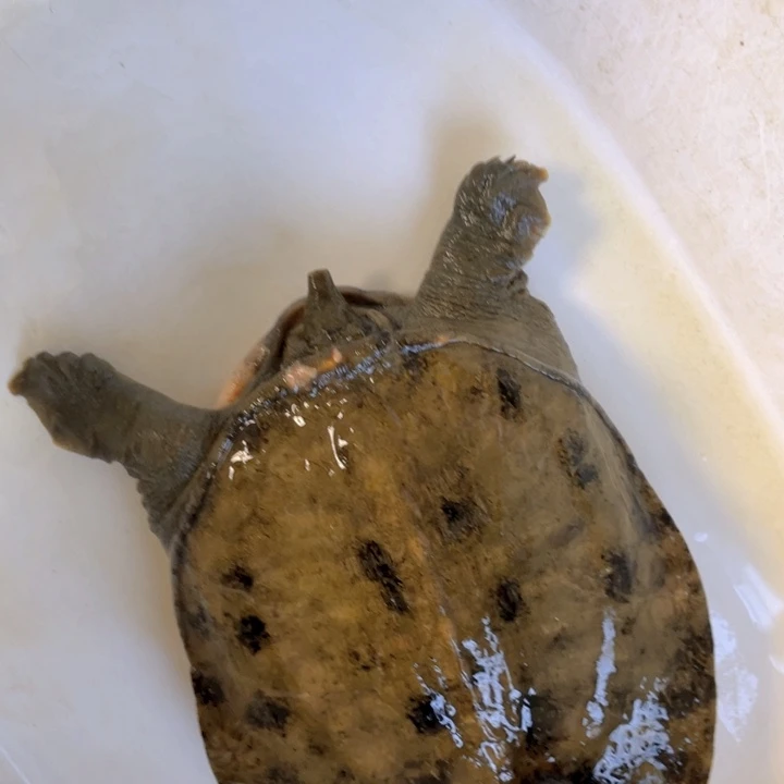 春***回中国大陆福利鱼包活不退换