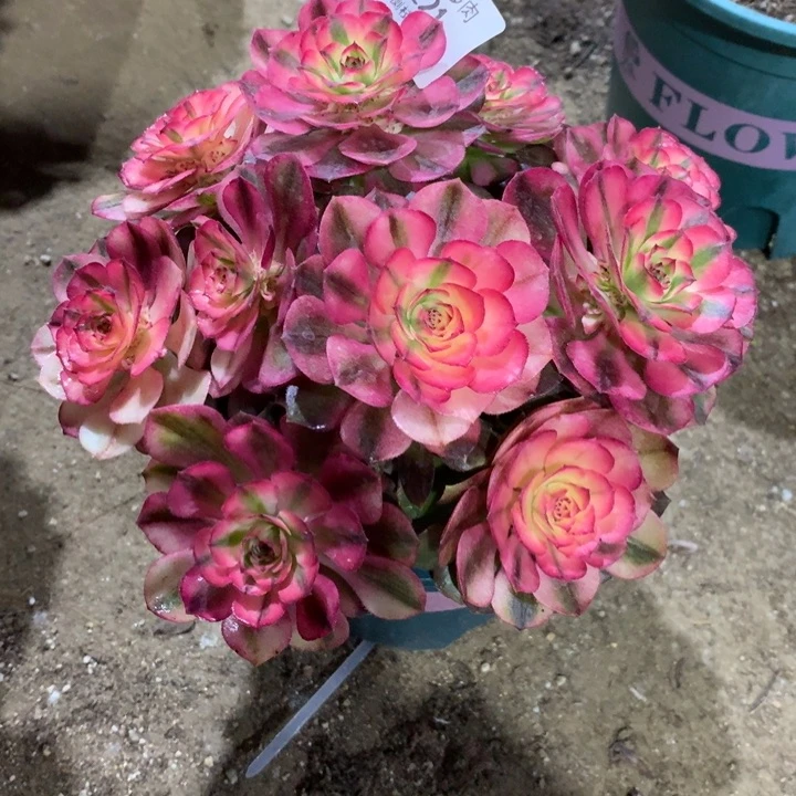 g****g1221荔枝多肉植物