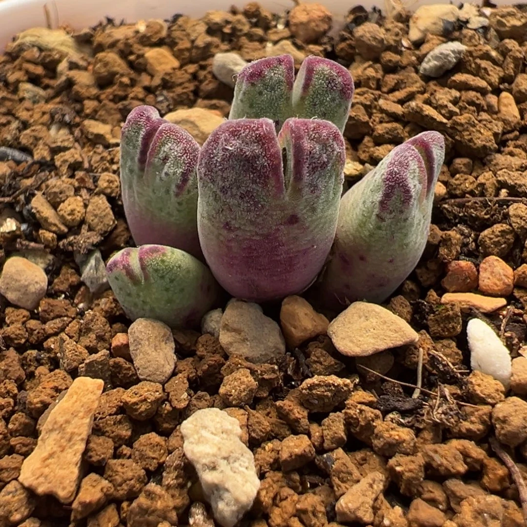 078多肉植物种类和