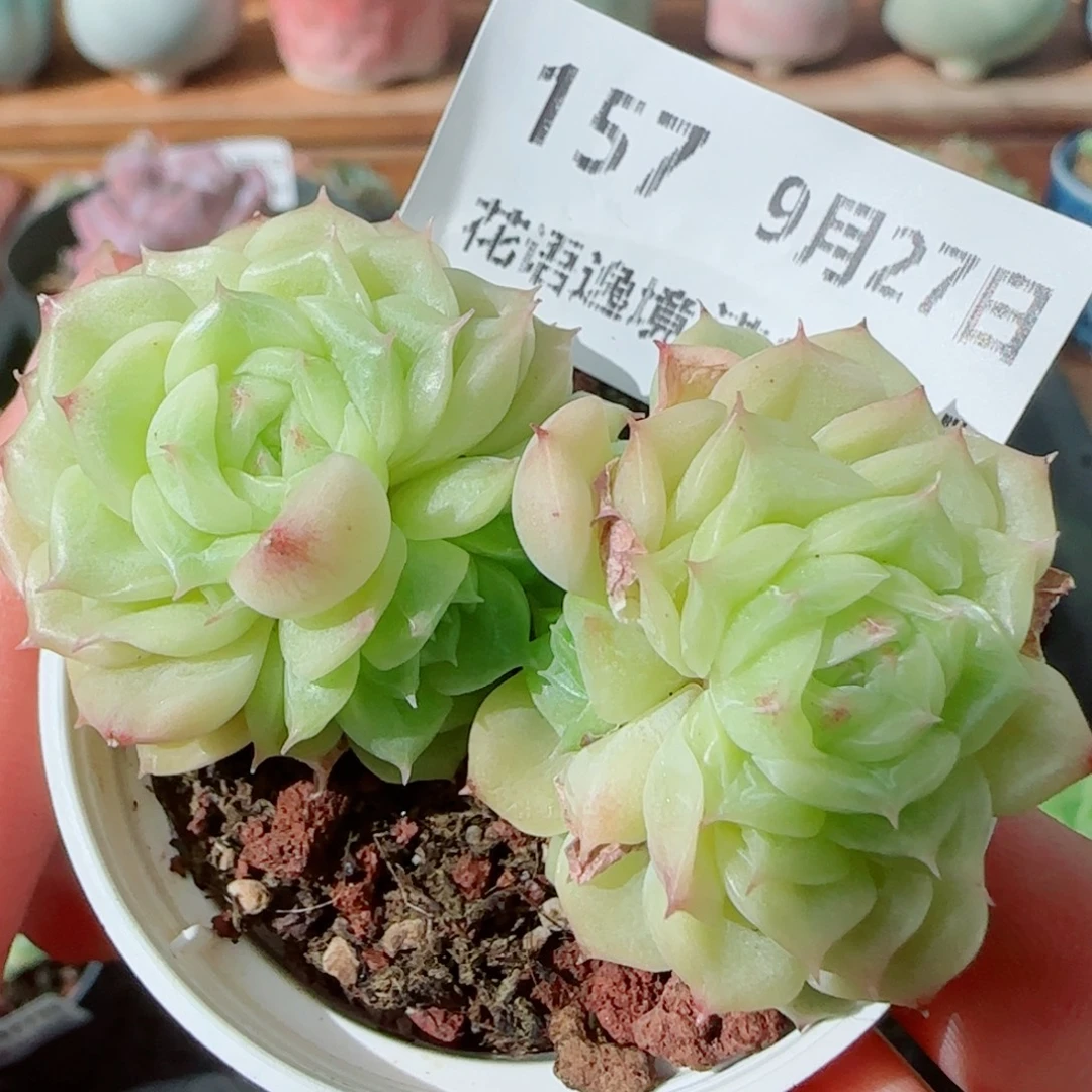 花语逸镜0927-157