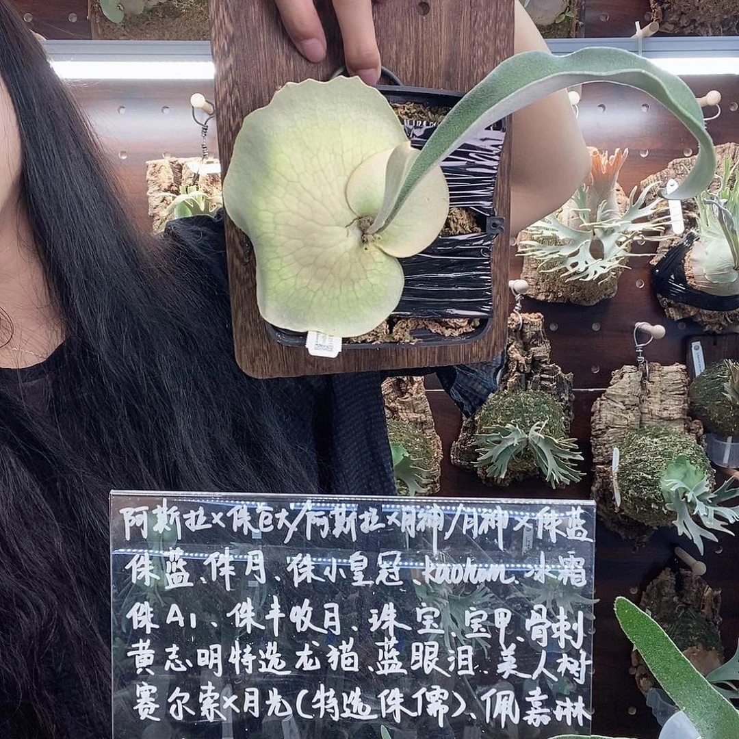 无花朵上板k银111