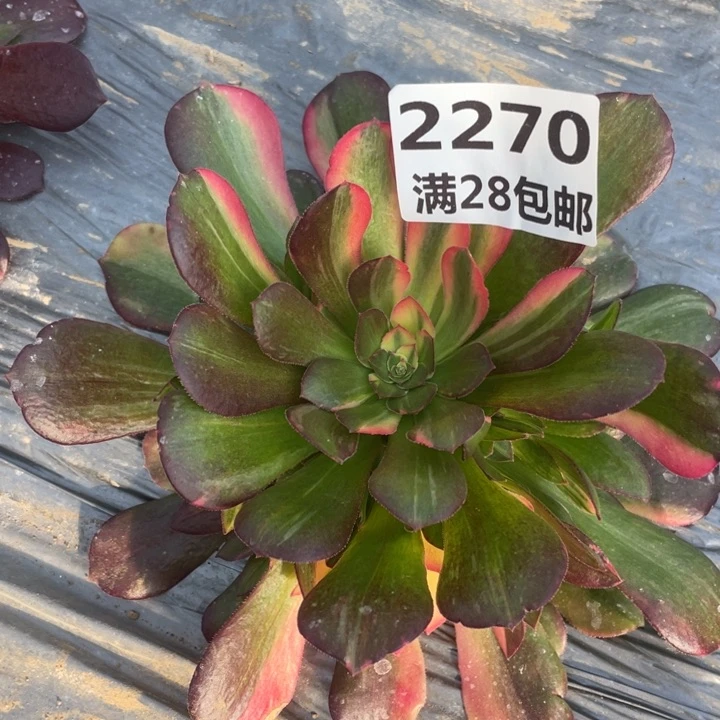 2270二号棚七彩多肉植物L