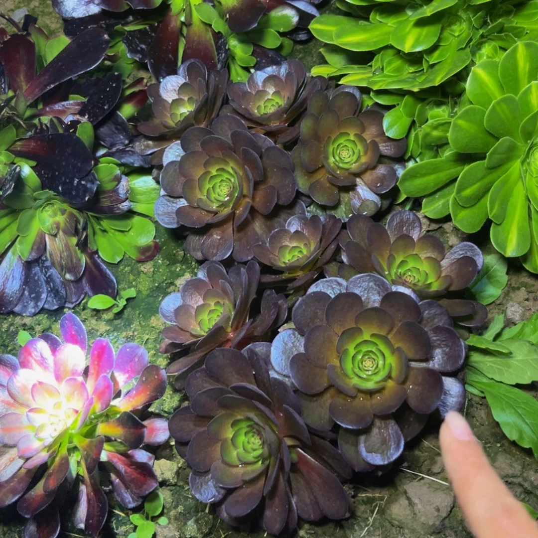 赤焰多肉植物捧花的