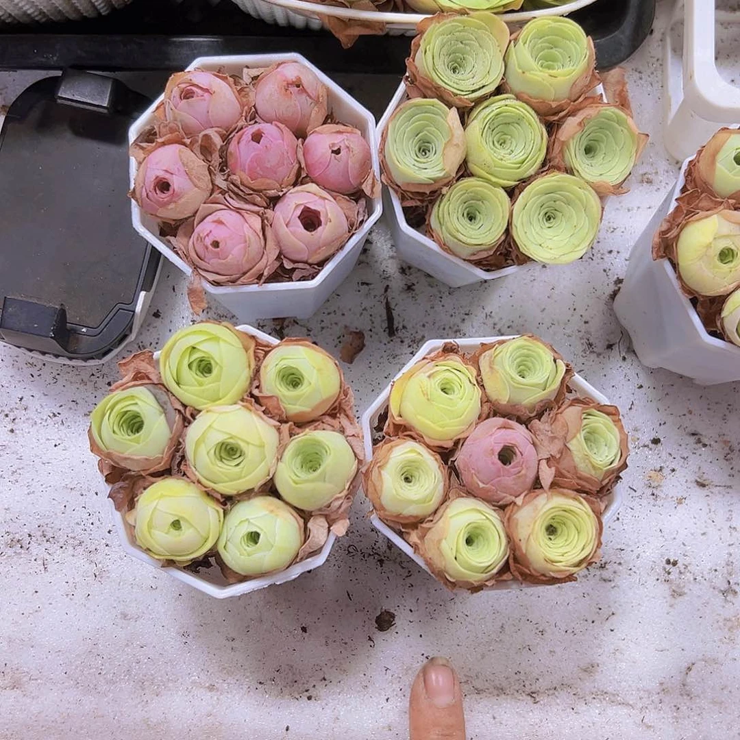 8角盆七龙珠4盆组合