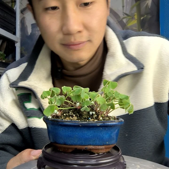 G****.中青园艺一物一拍151