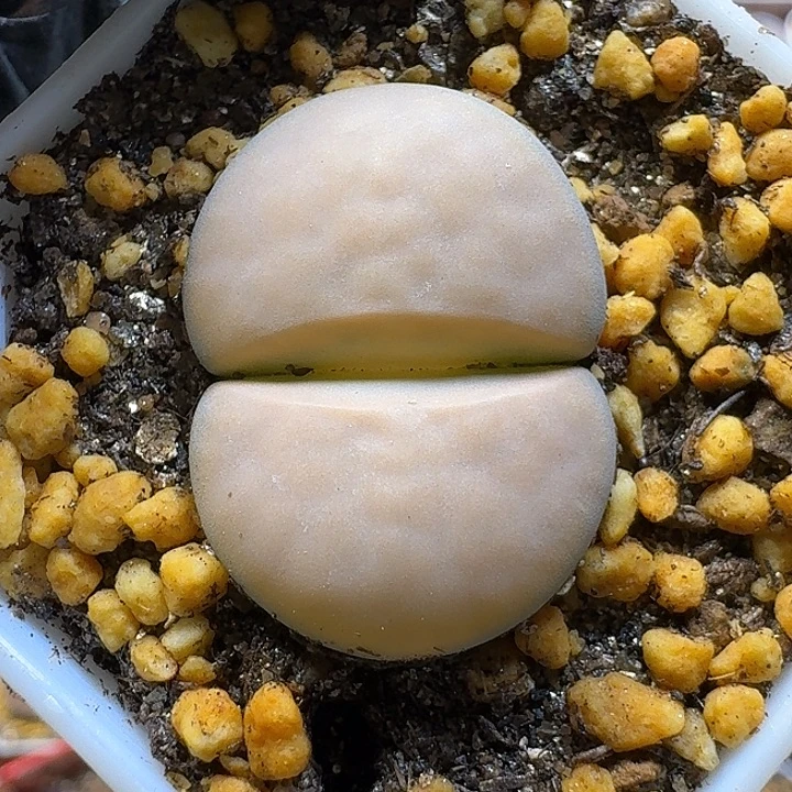 生石花1111111。   238