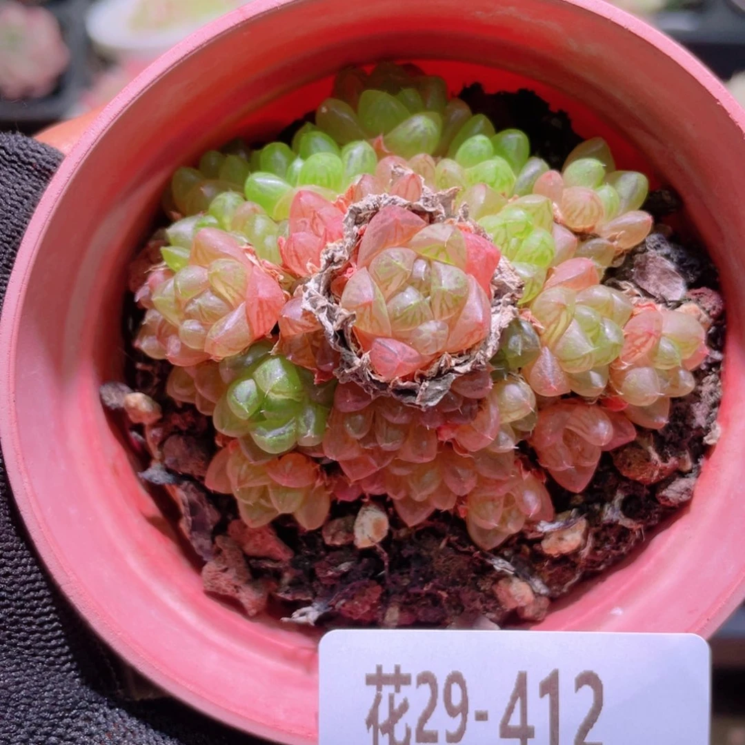 花利美29-412草玉露