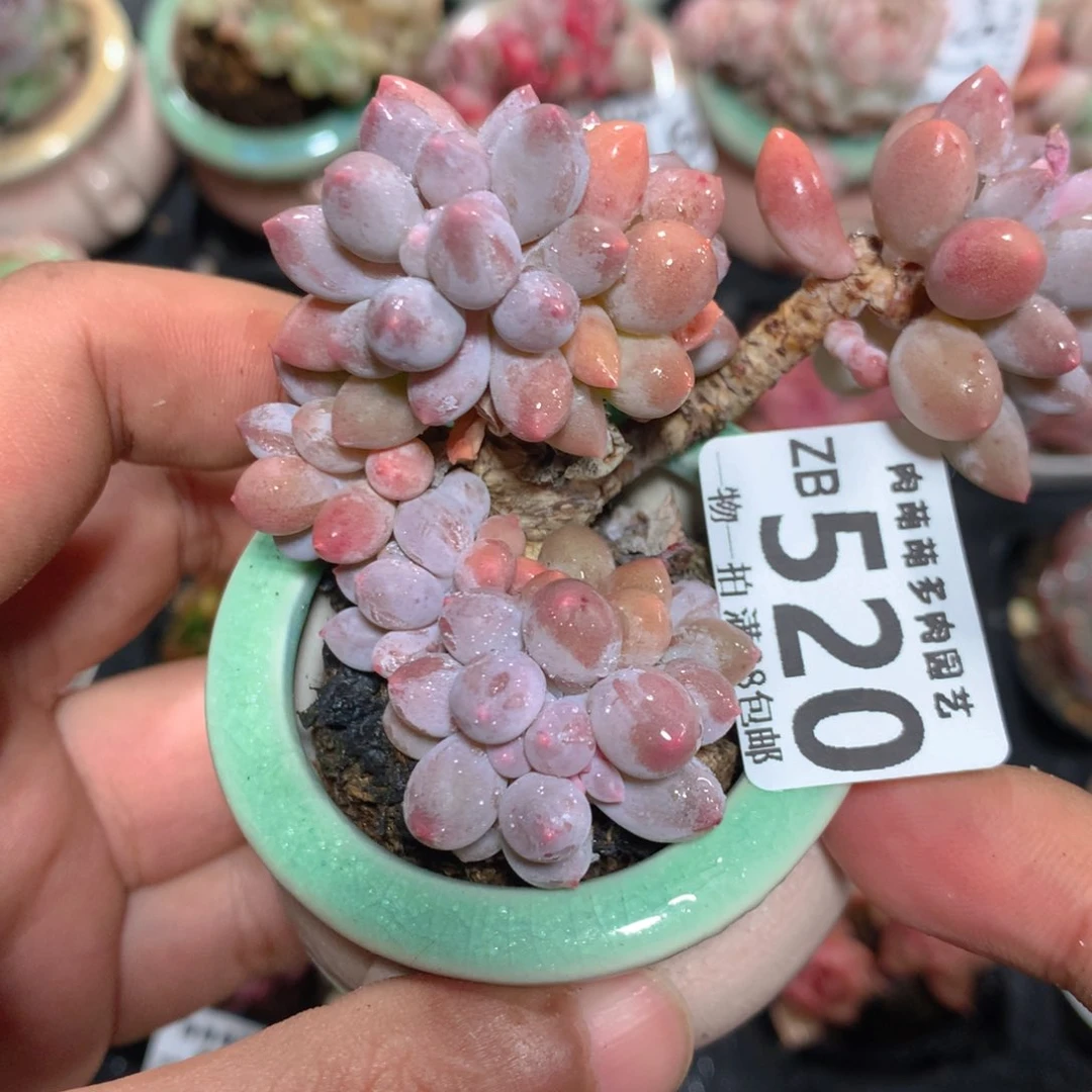 5CM拇指盆精控多肉ZB520