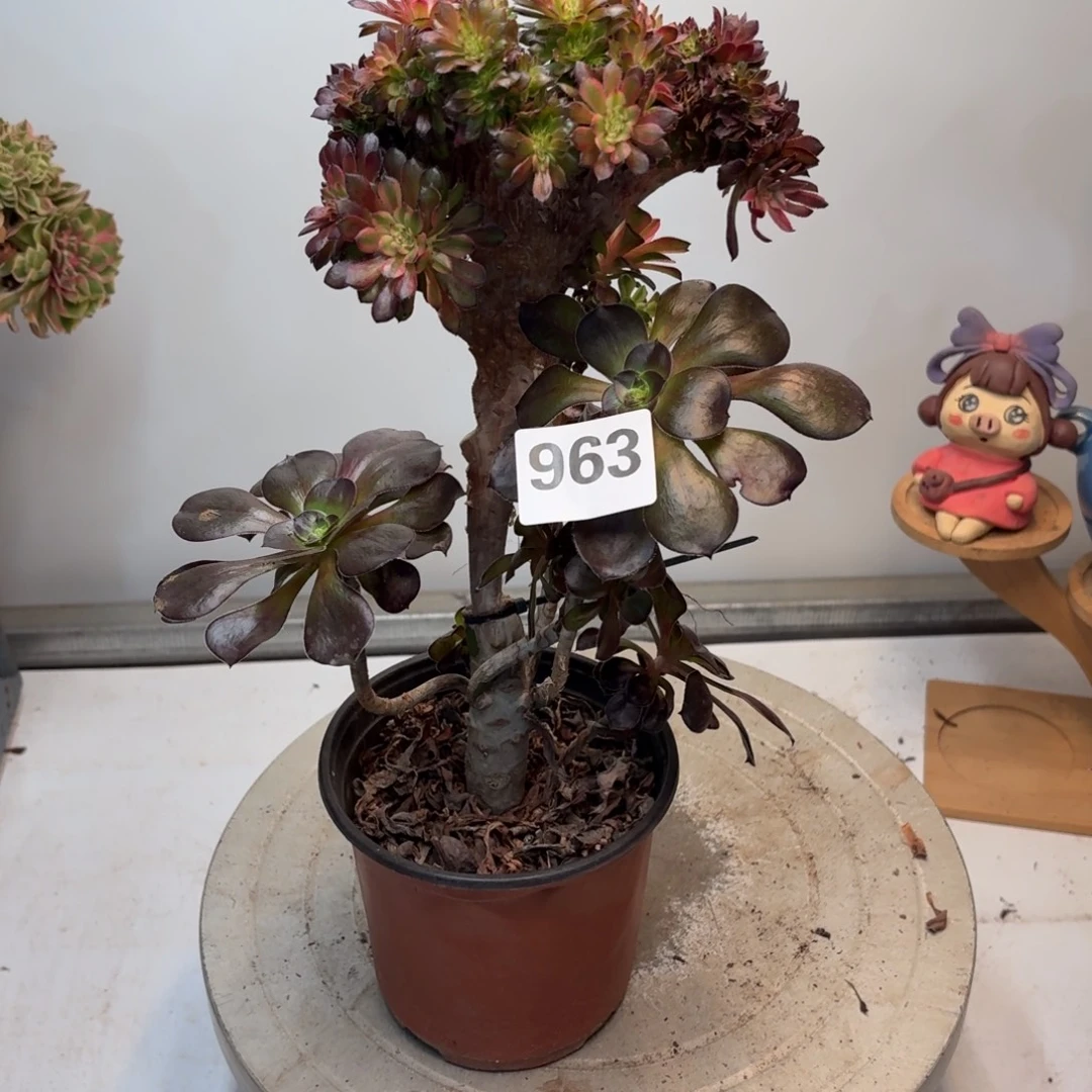 紫***香多肉植物红颜缀963
