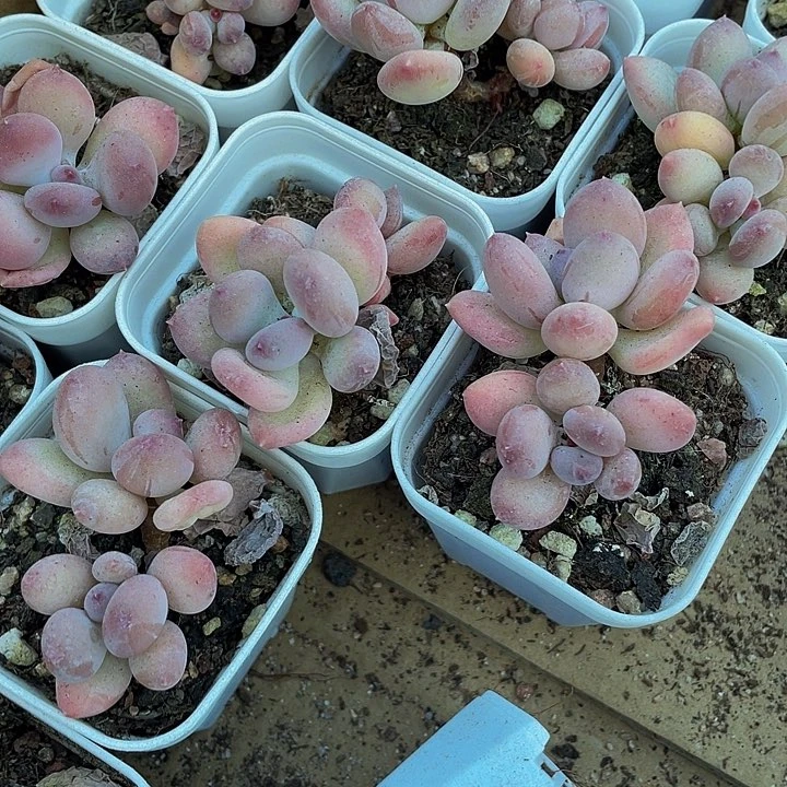 双头苹果奶3.8带盆