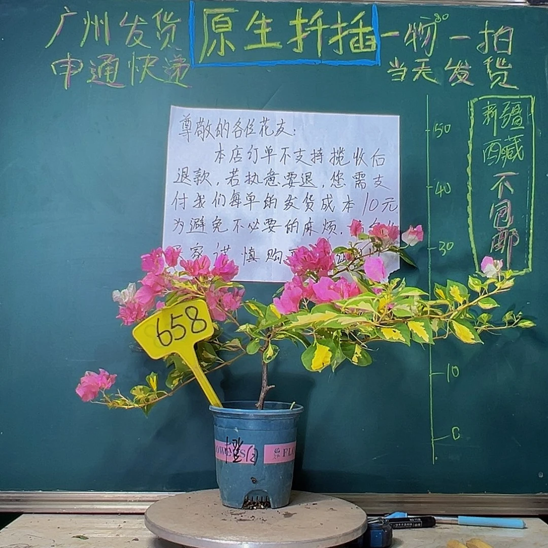 当前无花栽培后可以开花飘枝 金心橙白658