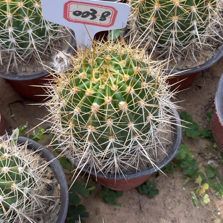 今**缘0038。毛花柱春春。