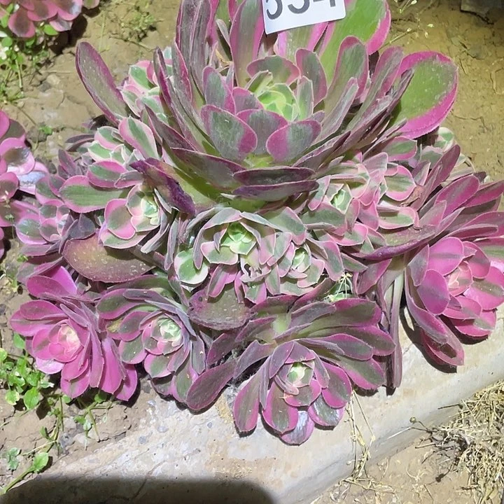 多肉植物法师534分女郎