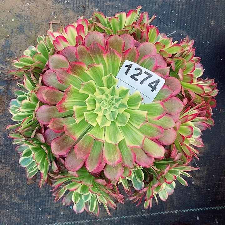 红陶1274天河3多肉