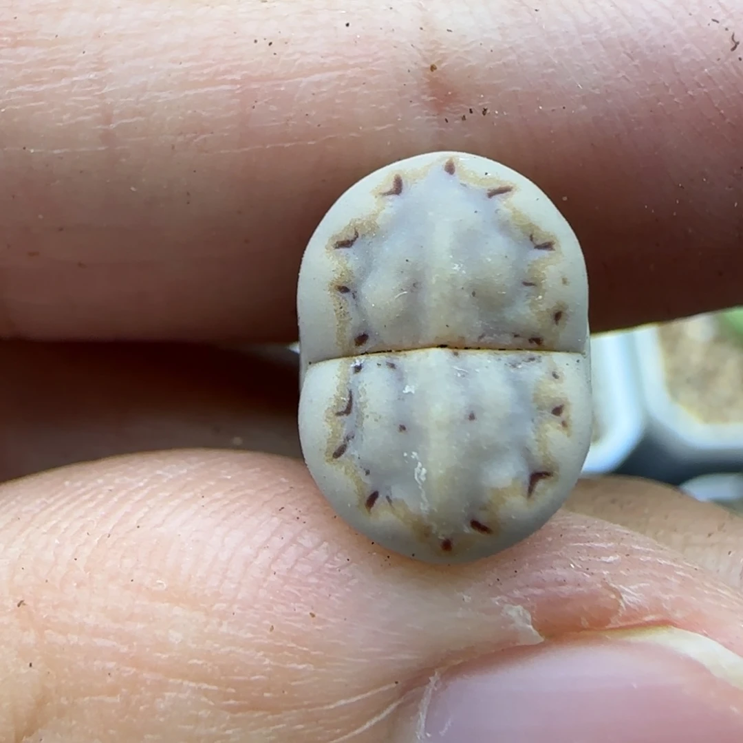 104饼干满30包邮发货