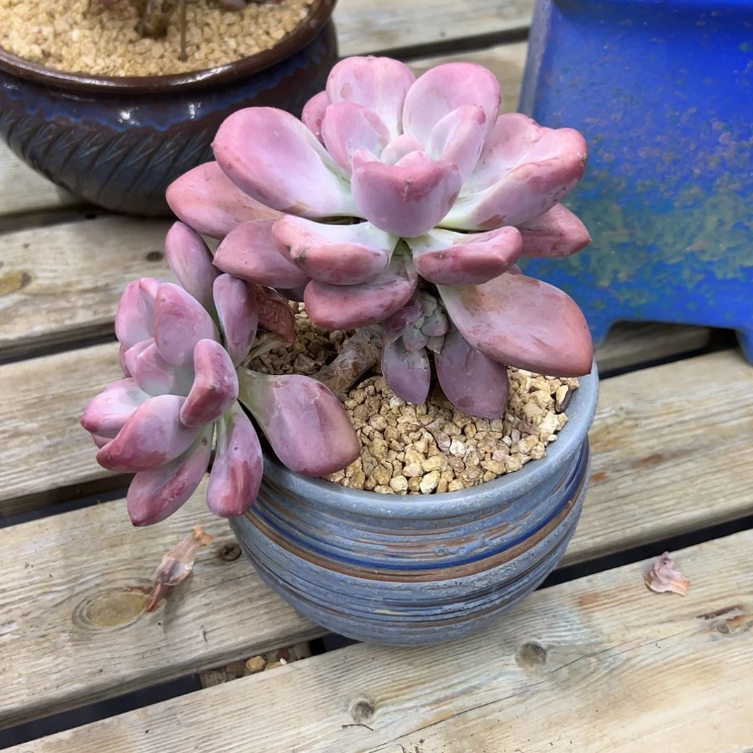 奥普18 零零多肉植物