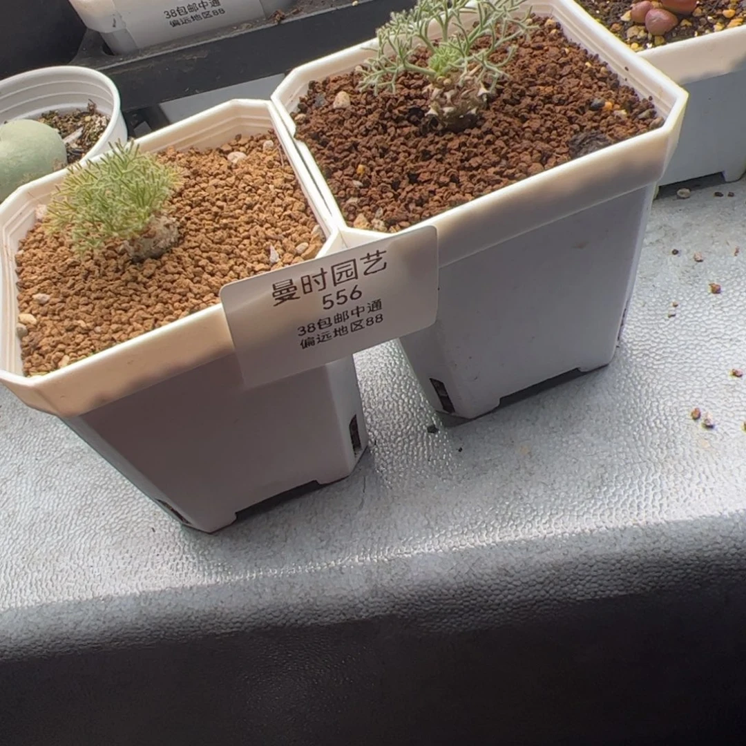 p***r2.19白皮多肉植物556