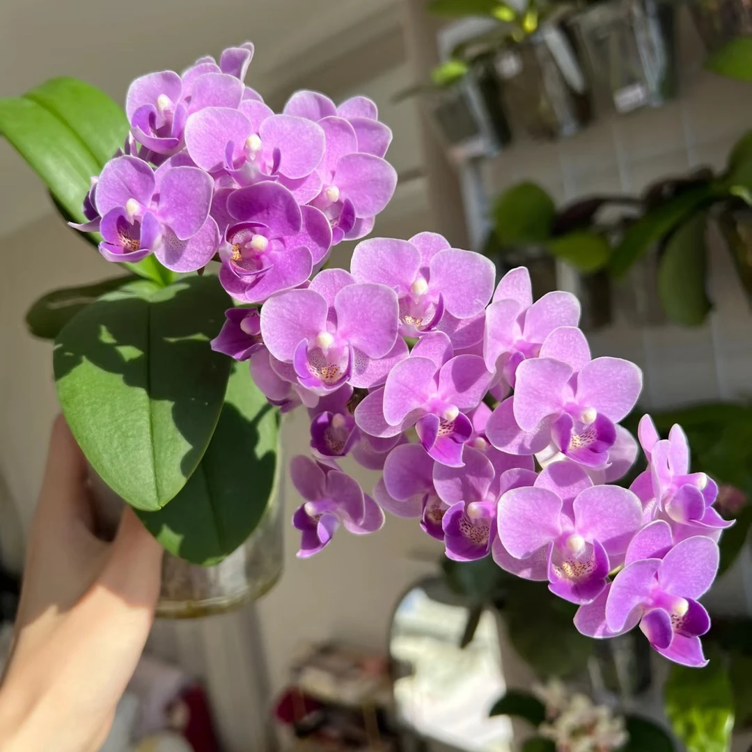 【欧洲小兰】3.0寸加高杯 紫色小花 花苞珠