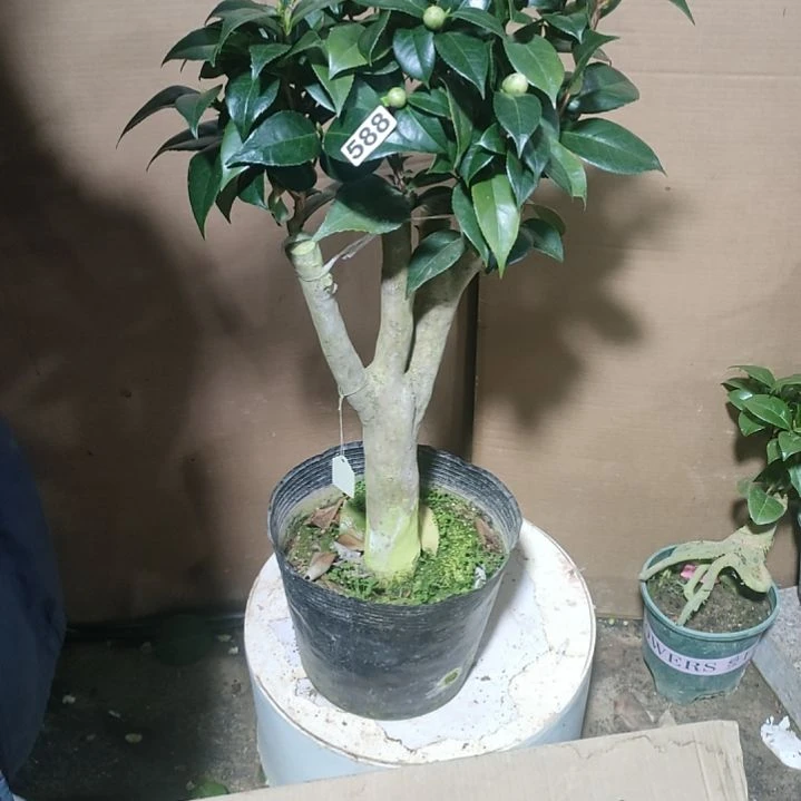 588雀斑，原盆原土发货，不包邮