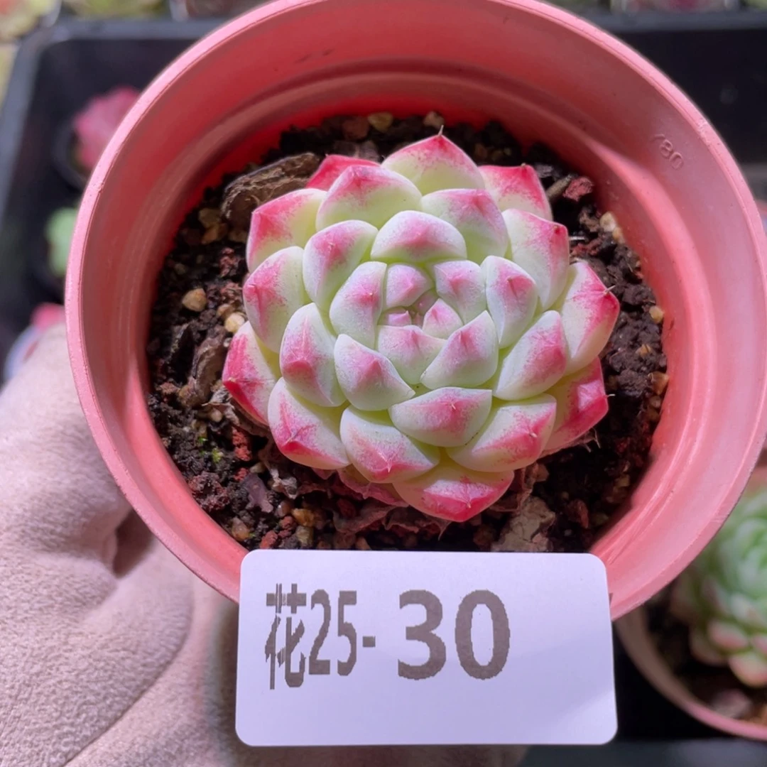 花利美25-30新品单头