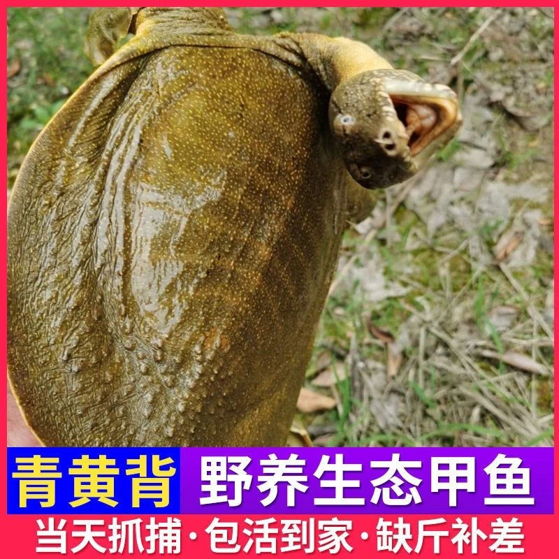 原生态甲鱼活鱼现发