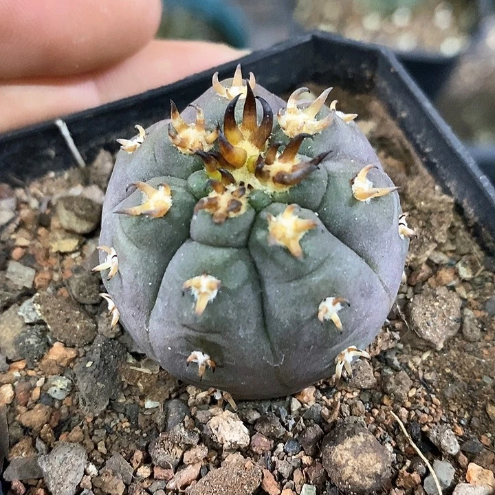 孤品实生优选短粗刺猫爪16号3.7cm