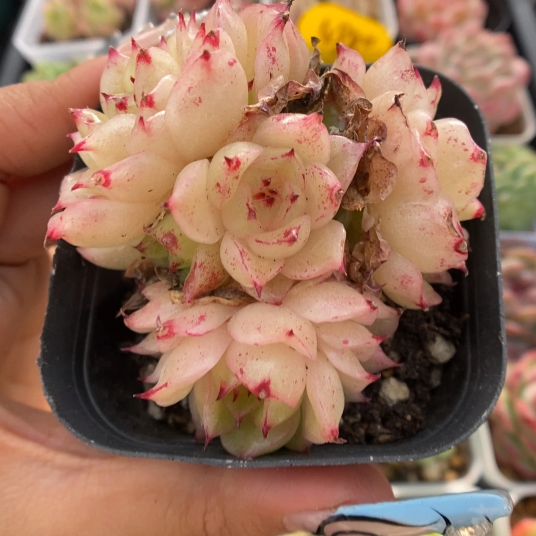 凤凰火麦秆群生9460号