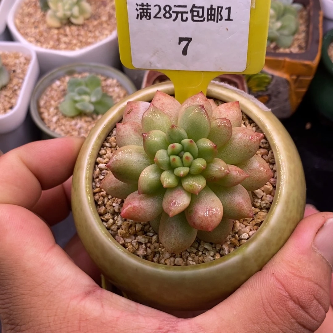 17星星橙子变异拉丝……