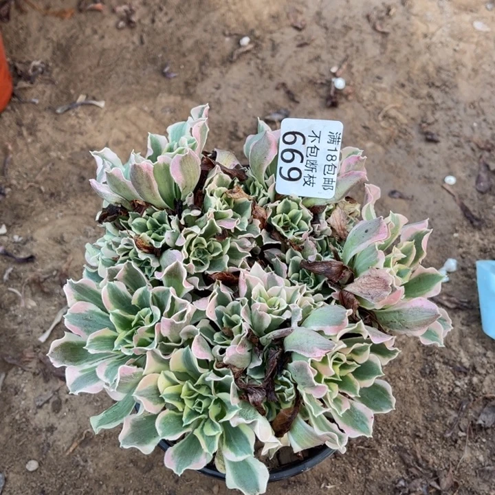 669白凤绣球1号棚