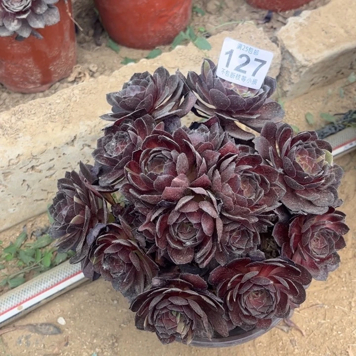 黑寡妇127不包断枝