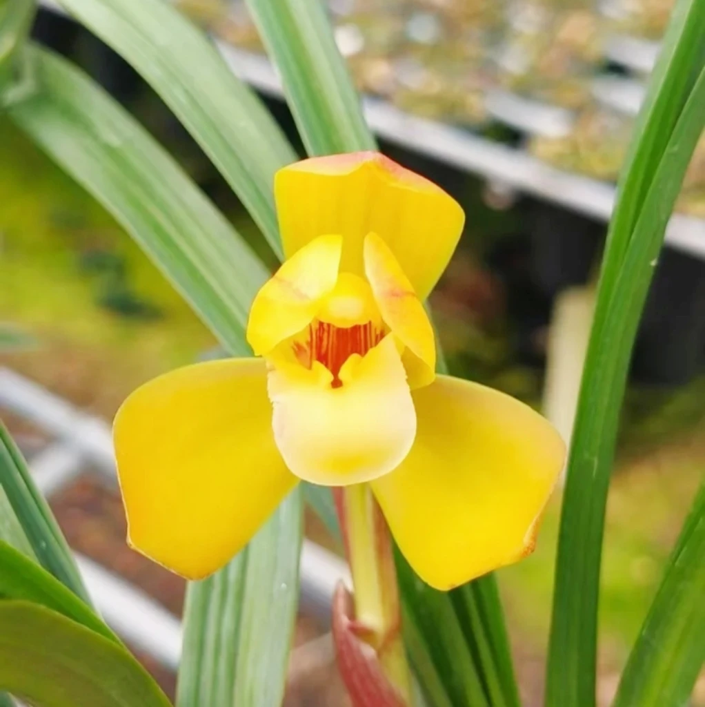 （带花苞）黄荷素春兰金色荷瓣花艺双全浓香矮种好养自然棚兰花